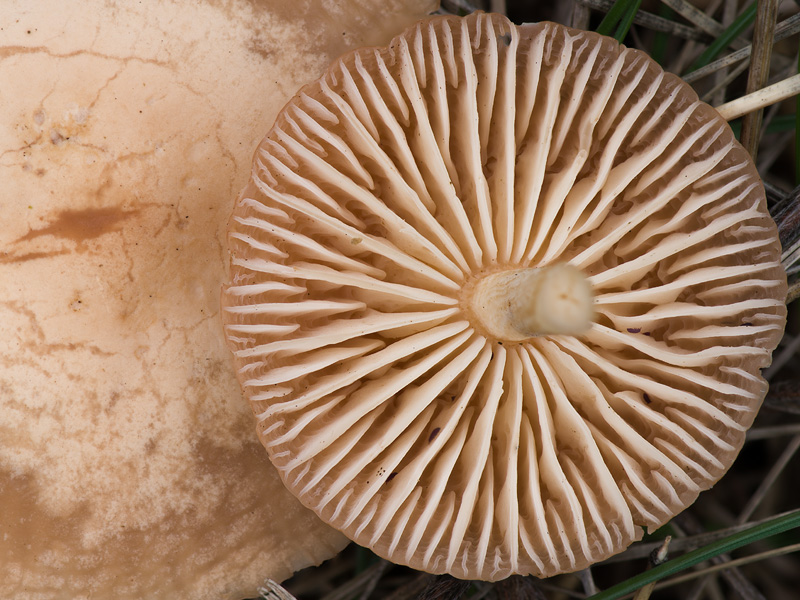 Marasmius oreades